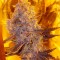 Семена сорта White Caramel Cookie fem (Sumo Seeds)