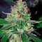 Семена сорта White Lemon fem (Strain Hunters)
