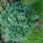 ak-47-serious-seeds.jpg