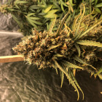 blue-dream-humboldt-seeds.jpeg