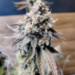 crescendo-rbx1-fem-ethos-genetics.jpg