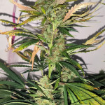 gorilla-auto-fem-Semyanich.jpg
