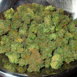 grandaddy-purple-fem-blimburn-seeds.jpg