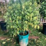 jack-herer-fem-seedkeepers.jpg