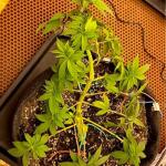 super-lemon-haze-fem-Semyanich.jpg