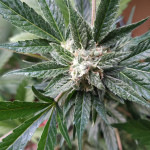 sweet-nurse-auto-cbd-sweet-seeds.jpg