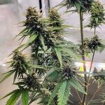 zookies-fem-7ch-american.jpg
