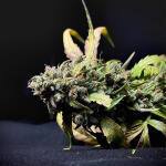 amnesia-zkittlez-auto-fem-fastbuds.jpg