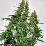 big-devil-xl-auto-fem-sweet-seeds.jpg