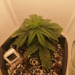 blue-mystic-automatic-blueberry-auto-fem-nirvana-seeds.jpg