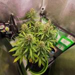 gelato-auto-fem-fastbuds.jpg