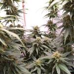 gorilla-auto-fem-Semyanich.jpg