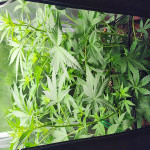 lemon-cherry-cookies-auto-fem-fastbuds.jpg