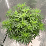 mimosa-shot-fem-herbies-seeds.jpg