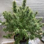 moonshine-cookies-auto-fem-7ch-american.jpeg