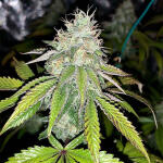 notorious-thc-fem-humboldt-seed-company.jpg
