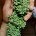 smoothie-auto-fem-fastbuds.jpg