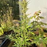 titan-f1-auto-fem-rqs.jpg
