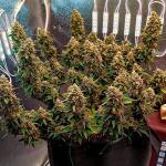 crystal-ww-autoflower-fem-easy-grow-seeds.jpg