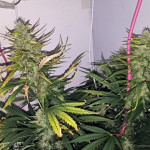gorilla-auto-fem-Semyanich.jpg