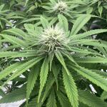 insane-og-strain-barneys-farm.jpg