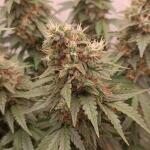 keepers-og-autoflower-fem-seedkeepers.jpg