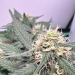 keepers-og-autoflower-fem-seedkeepers.jpeg
