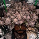 mellowz-fem-compound-genetics.jpg