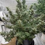 moonshine-cookies-auto-fem-7ch-american.jpeg