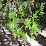 original-amnesia-autoflowering-dinafem-seeds.jpg
