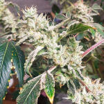 strawberry-og-cookies-r1-fem-ethos-genetics.jpg
