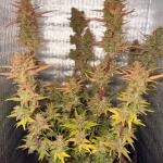 tropicana-cookies-auto-fem-fastbuds.jpeg
