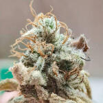 zookies-fem-7ch-american.jpg