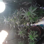big-satana-auto-fem-Semyanich.jpg