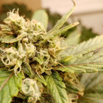 blow-mind-auto-sweet-seeds.jpg