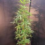 choco-thai-auto-fem-herbies-seeds.jpg