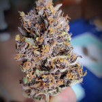 diablo-rojo-xl-auto-fem-sweet-seeds.jpg