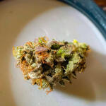 humboldt-pound-cake-fem-humboldt-seed-company.jpg