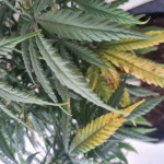 jack-herer-fem-ghs.jpg