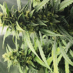 lemon-cherry-cookies-auto-fem-fastbuds.jpg