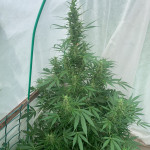 lsd-auto-fem-barneys-farm.jpeg