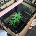 northern-lights-nirvana-seeds.jpg