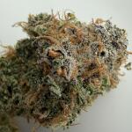 nuggz-r1-fem-ethos-genetics.jpg