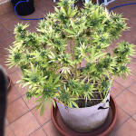 sensi-star-fem-paradise-seeds.jpg