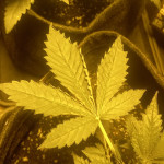 wedding-glue-auto-fem-fastbuds.jpg