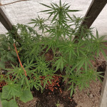 zkittlez-auto-fem-Semyanich.jpg