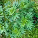 ak-47-serious-seeds.jpg