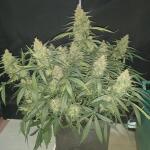 apple-betty-auto-fem-herbies-seeds.jpg