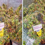 bubba-cookies-auto-fem-Semyanich.jpg