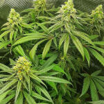 bubba-slush-fem-ghs.jpg